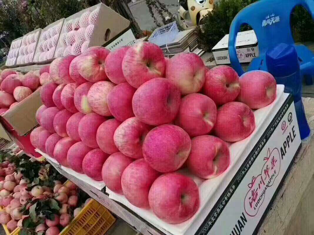 洛川蘋果12枚80 洛川蘋果12枚80